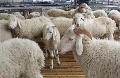 肉羊養殖前景廣闊 市場趨勢與效益分析