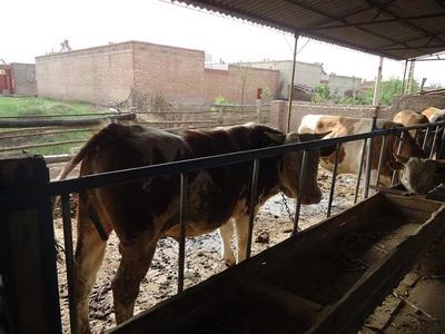 德國(guó)牧羊犬價(jià)格及養(yǎng)殖信息——以遼寧省昌圖縣為例