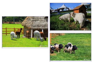 6.18比墾丁更美 歐式牧場(chǎng)里，體驗(yàn)大連版《向往的生活》與家畜飼養(yǎng)之樂