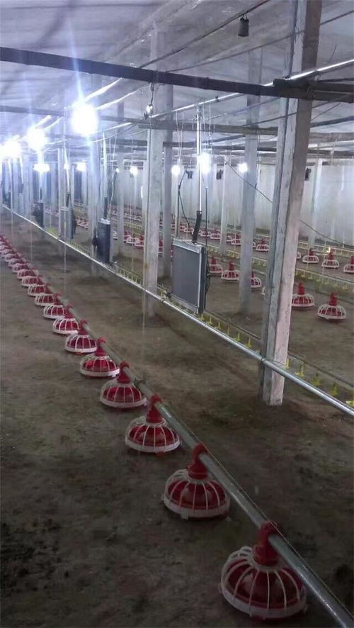 全自動鍋爐在華信養殖設備中的革新應用 提升豬舍養殖與家畜飼養效率